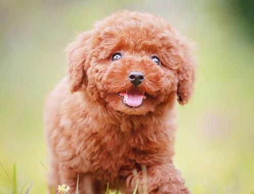贵宾犬耳朵臭是什么原因，贵宾犬耳朵怎么清理