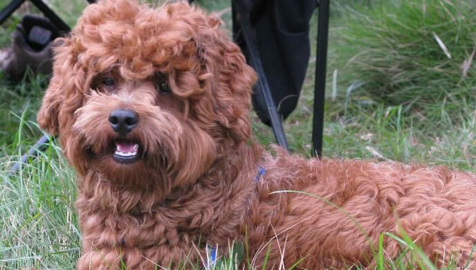 贵宾犬眼屎多怎么办呢？