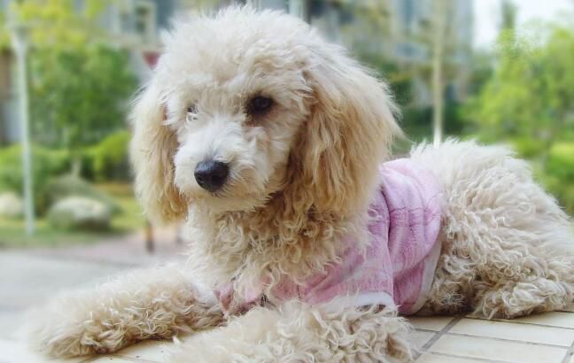贵宾犬鼻子干怎么回事，怎么通过贵宾犬鼻子判断健康
