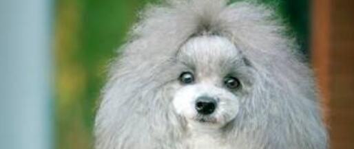 宾犬毛发稀疏怎么办？