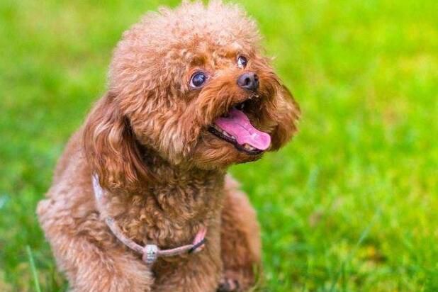 贵宾犬怀孕多久生下来呢？贵宾犬怀孕有什么反应