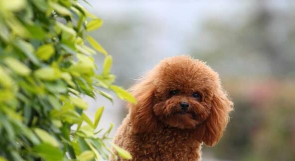 贵宾犬为什么要断尾巴，贵宾犬尾巴怎么剪掉