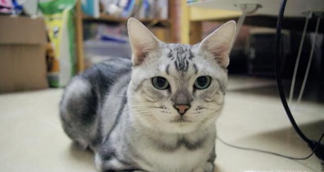美短猫怎么养