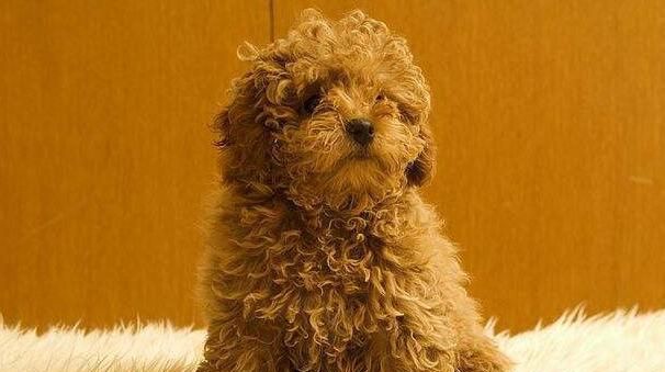 贵宾犬长到几个月定型，怎么让贵宾犬长得快些