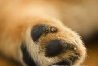 怎么给狗狗剪指甲？