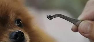 搬家后狗狗身上有很多蜱虫怎么清除？