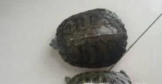 乌龟怎么养才能生蛋