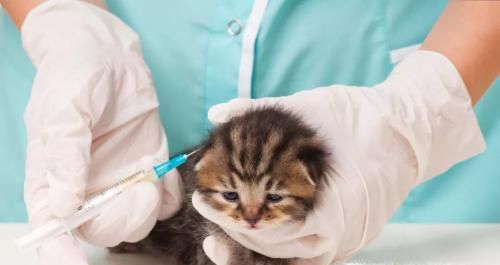 猫咪打疫苗应该注意什么？