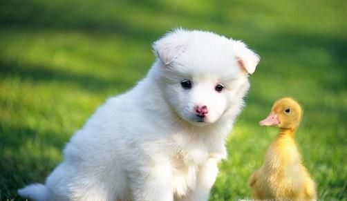 萨摩耶幼犬怎么训练