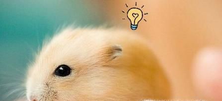 仓鼠叫是怎么回事，仓鼠叫唤是什么意思