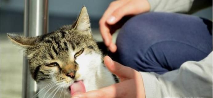 猫咪也爱舔人吗？可能是宠物猫情感的体现！