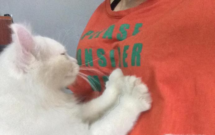 猫踩奶是什么意思，猫踩奶要注意什么