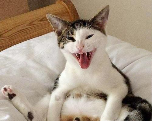 给猫咪做绝育手术怎样做才能让猫不恨你？