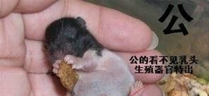 仓鼠公母怎么分 仓鼠公母可以一起养吗
