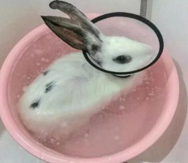 如何给兔子正确洗澡？