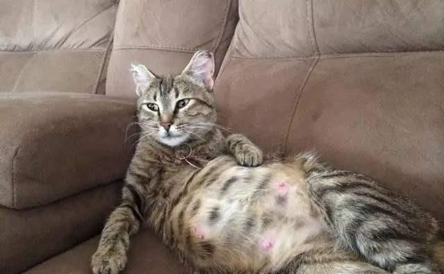 如何分辨猫是否怀孕