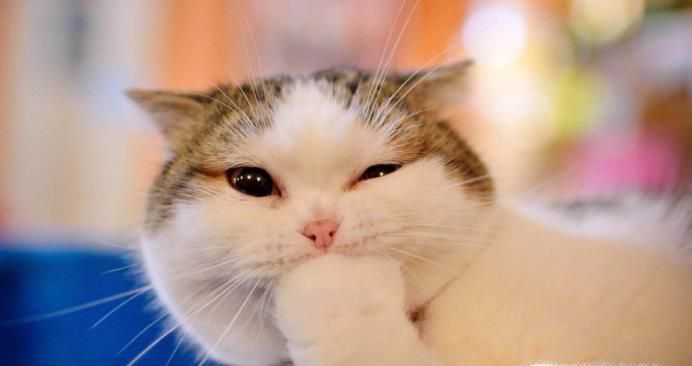 怎么给猫起个好听的名字