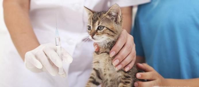 猫咪要怎么打疫苗