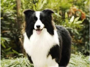 怎样鉴别边境牧羊犬