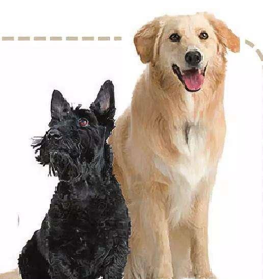 如何判断猫狗是否有狂犬病