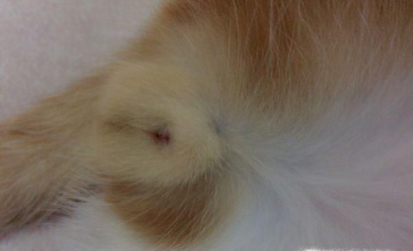 猫怎么分公母？