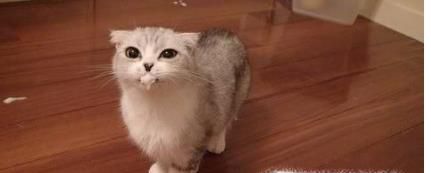 猫咪口吐白沫怎么办