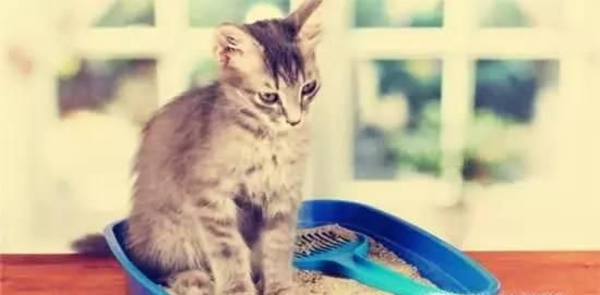 猫咪大便总是软软黄色