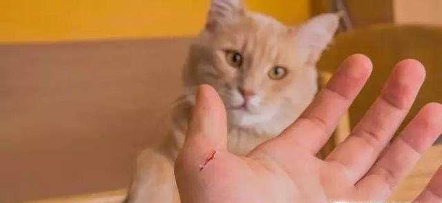 被小猫抓破了一点点皮怎么办