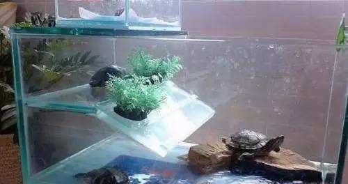 怎么样养好乌龟