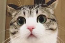 中华田园猫有哪些缺点？