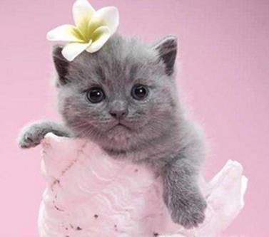 怎么挑选纯种英国短毛猫？养猫必备10件物品！