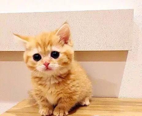破解猫咪行为语言密码