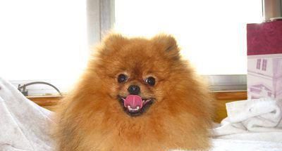 博美犬多少钱