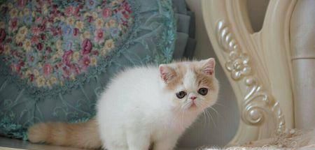 加菲猫怎么养