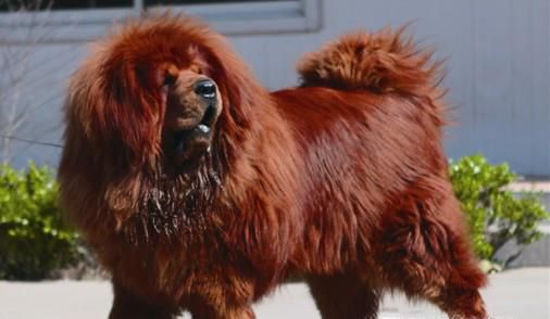 爱犬家族，各种名犬简介