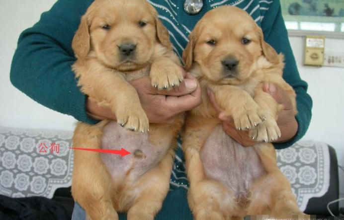 如何辨别幼犬的公母？