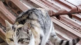 猫咪发情期的身体变化及注意事项