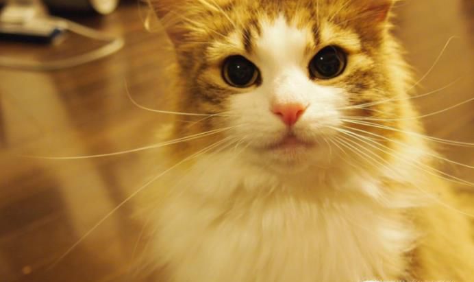 不能让猫咪吃什么？