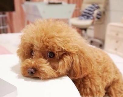 泰迪呕吐怎么办？泰迪老是呕吐怎么回事？