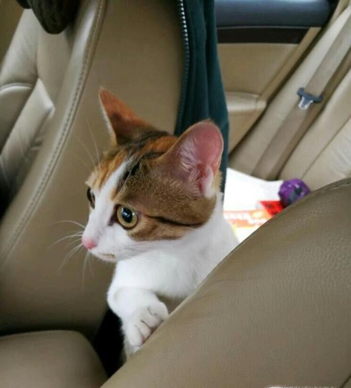 怎样正确溜猫咪