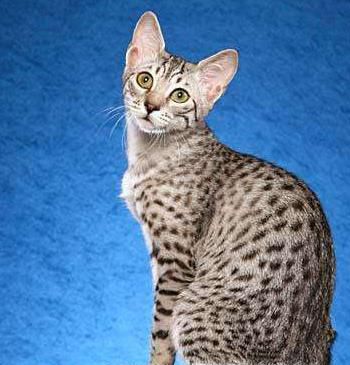 猫有哪些种类？猫的品种有哪些？