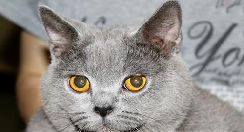 如何饲养英短蓝猫