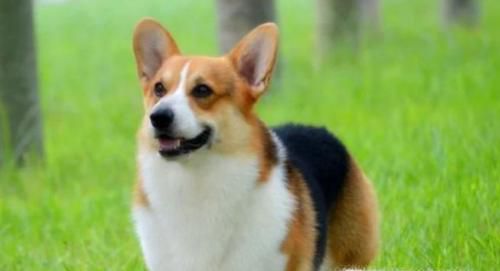 柯基犬为什么要断尾，一个小故事来告诉你！