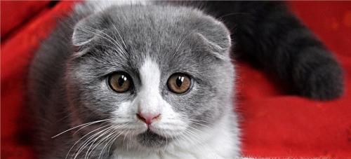 折耳猫为什么不能养