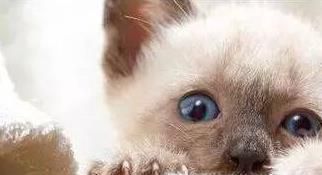 怎样给猫咪剪指甲最正确