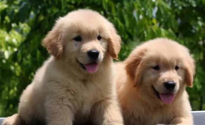 金毛幼犬怎么喂养