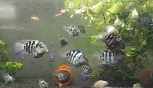 迷你鹦鹉鱼怎么养