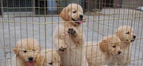 关于初次喂养金毛犬注意事项，主人需要了解这些