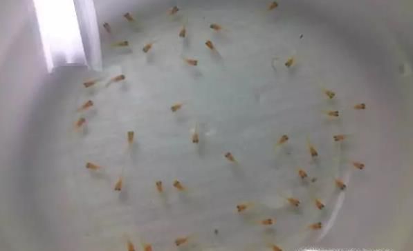 孔雀鱼生小鱼怎么养 孔雀鱼生小鱼前兆有哪些