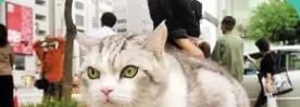 猫咪发情了怎么办？